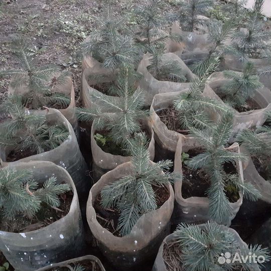 Саженцы ель голубая