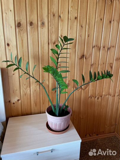 Замиокулькас