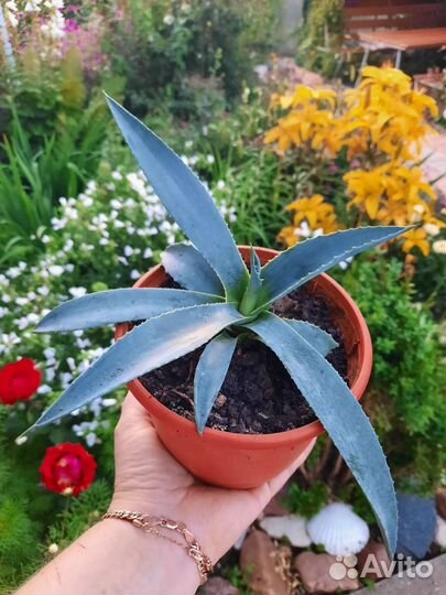 Агава голубая,американская