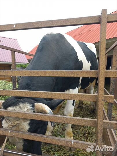 Косынки металлические