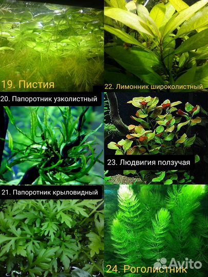 Аквариумные Растения Креветки Рыбки Корм Хелена