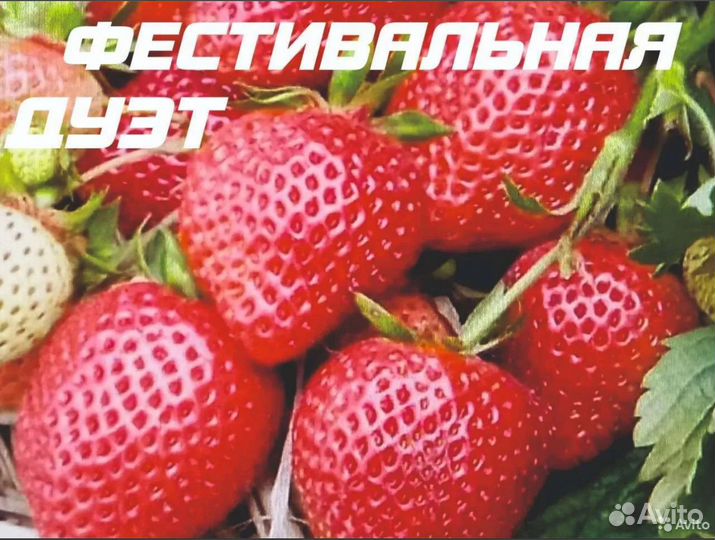 Земляника от Семериковых
