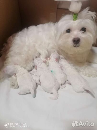 Щенки мальтезе