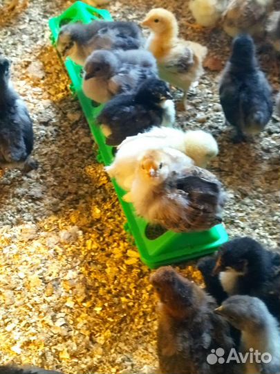 Цыплята 2 недели