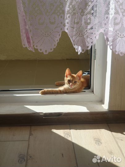 Рыжая красавица