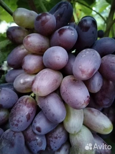 Черенки самых вкусных десертных сортов винограда