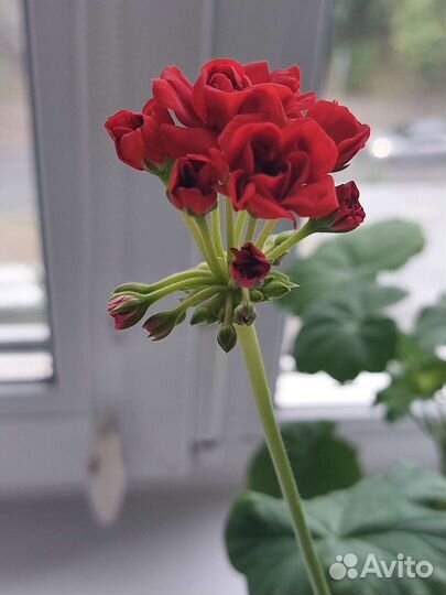 Герань пеларгония розебудная