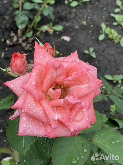 Роза, лилии, гортензии, пионы