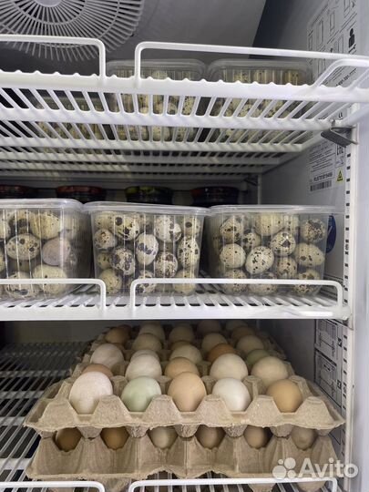 Яйца перепелиные и куриные домашние