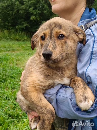 Щенок собака кобель мальчик добрые руки бесплатно