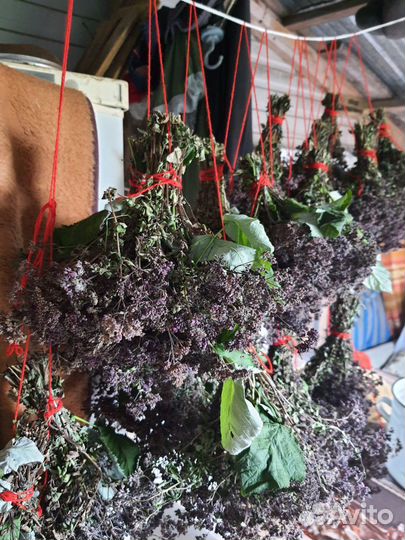 Трава душица