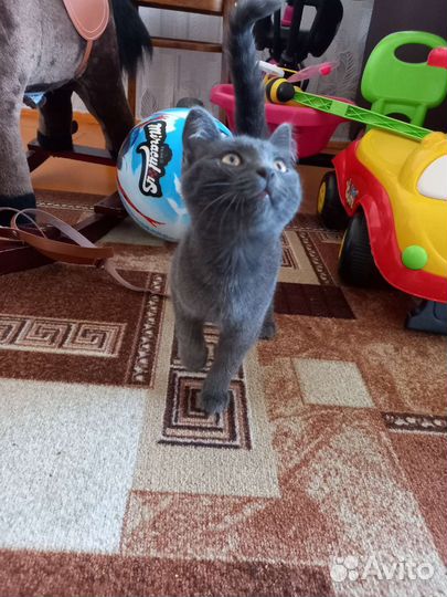 Доброжелательный котик