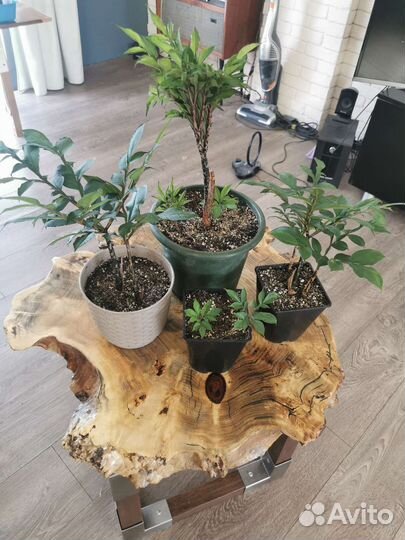 Цветок Аморфофаллус