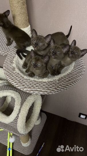 Бурманская кошка