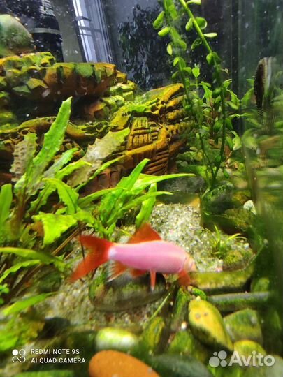 Аквариумные рыбки Лабео 8 см 1шт