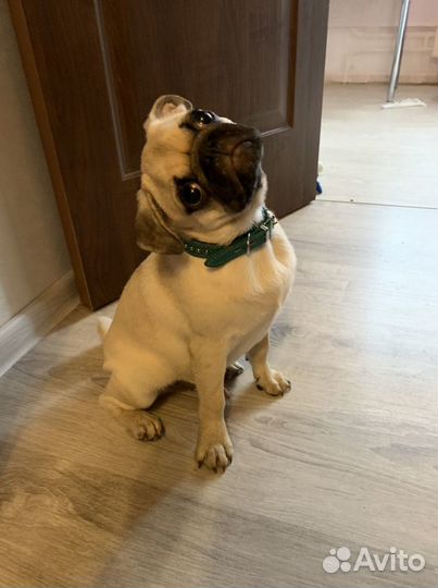 Вязка мопс (нужна девочка)