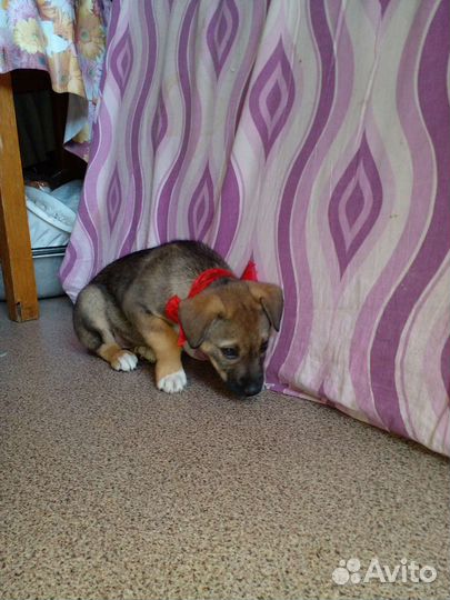 Щенок в добрые руки