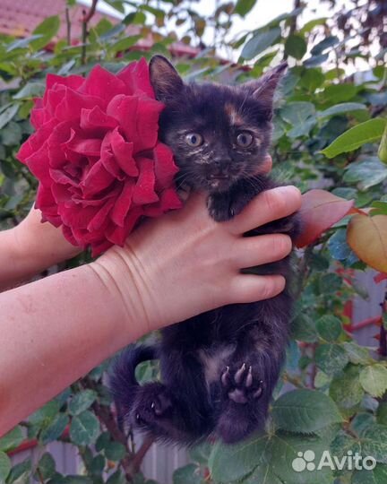 Котята в добрые руки бесплатно