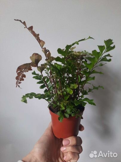 Папоротник разные