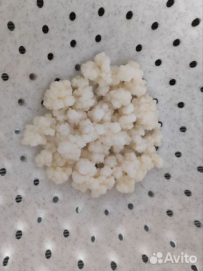 Тибетский молочный гриб