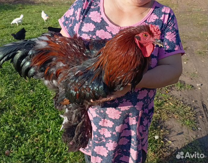 Молодые петухи