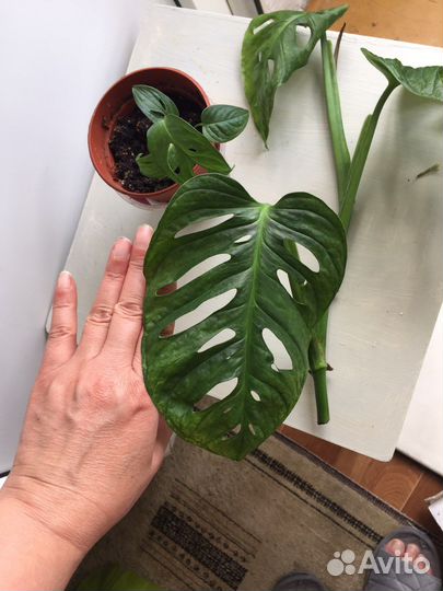 Филодендроны и монстера обликва(манки маск)