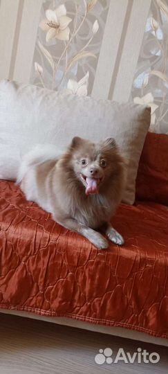 Дрессировка собак