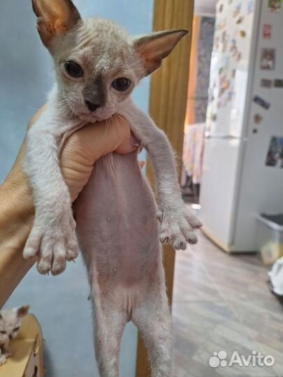Котята велюр Донской сфинкс