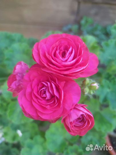 Сортовые пеларгонии