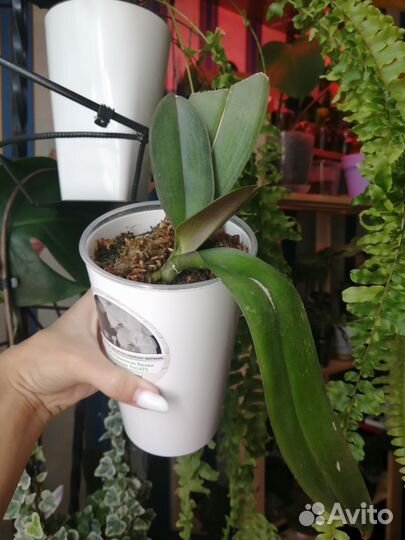 Орхидея Грандифлора Биг Лип Miki White Swan '00'