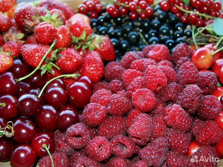 Замороженные ягоды (фрукты, овощи, смеси).Доставка