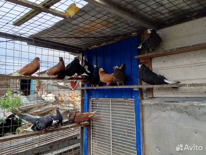 Голуби Турман курский