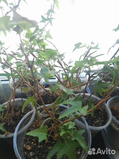 Плющ, алоэ, бегония королевская