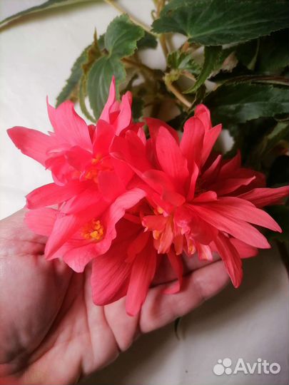 Беллекония роуз бегония ампельная