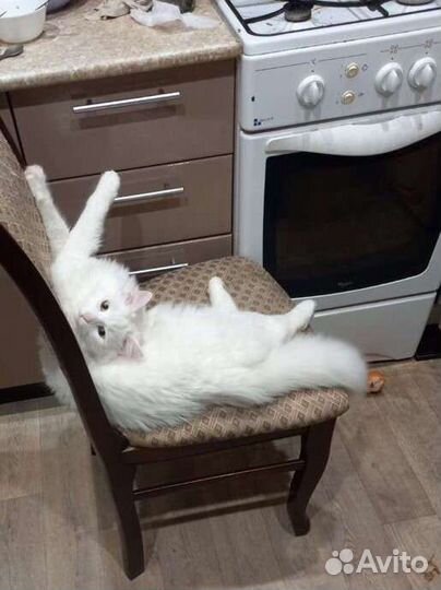 Кот