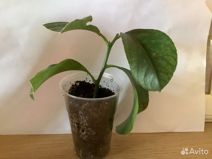 Цитрусовые растения