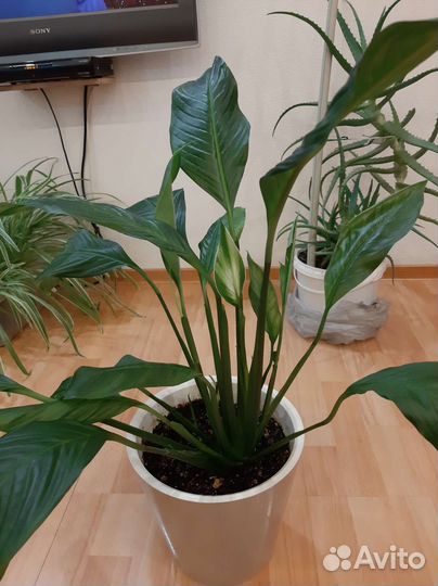 Спатифиллум