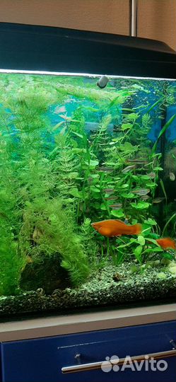 Украшение для аквариума