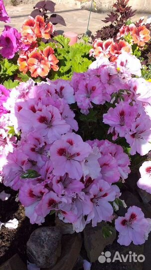 Пеларгония герань