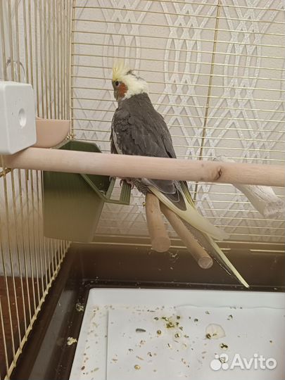 Попугай корелла птенец