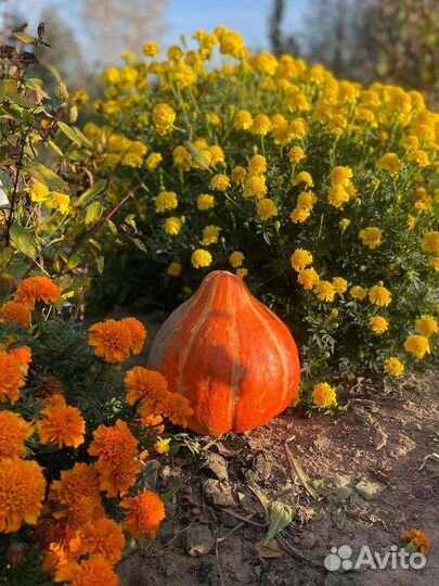 Семена Тыквы разные