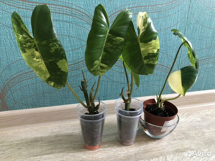 Филодендрон бурле макс