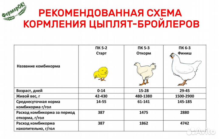 Цыплята