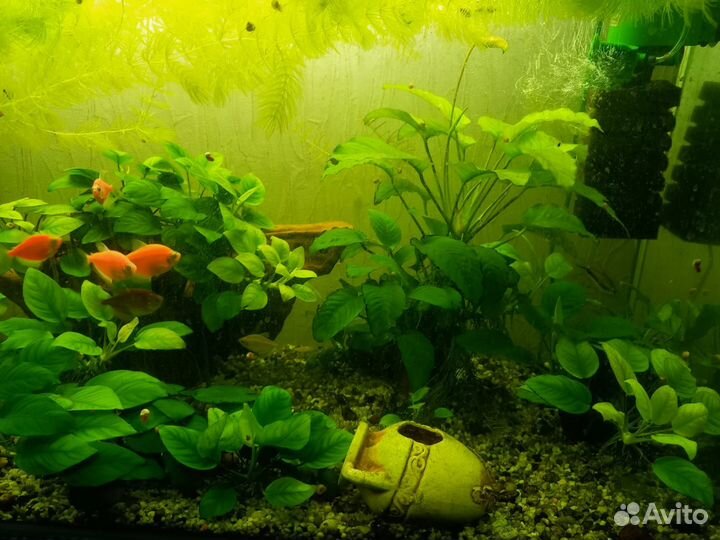 Аквариумные растения