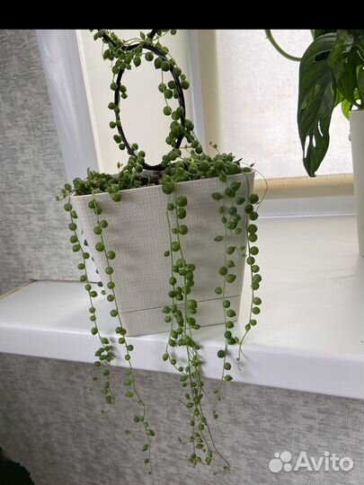 Крестовник роули