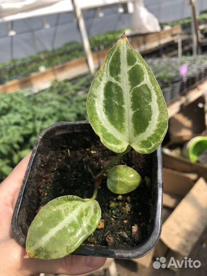 Сортовые антуриумы/кристаллиум/оклахома ред