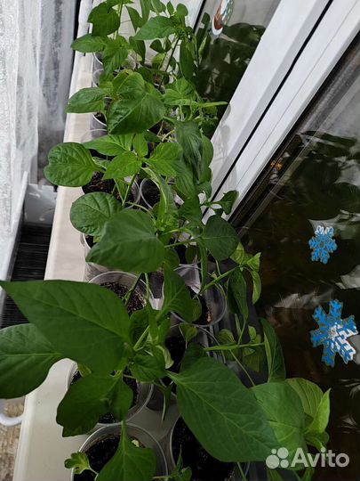 Рассада сладкого перца