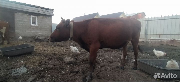 Телка 1.5 года