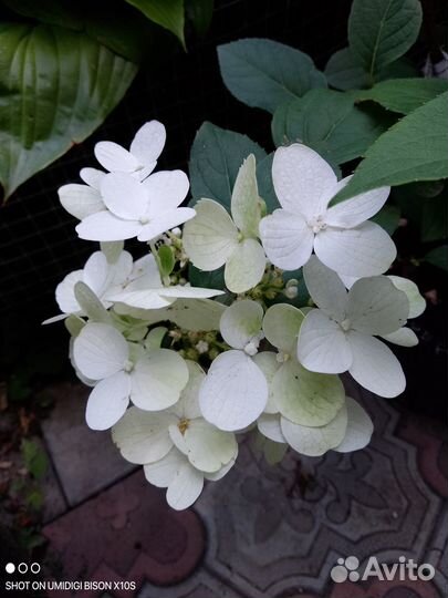 Гортензия метельчатая