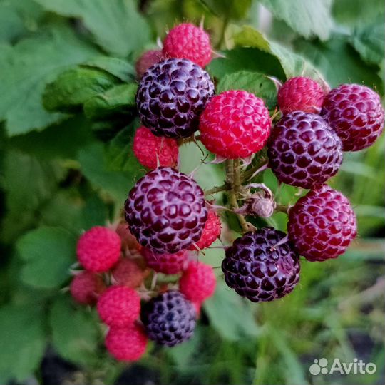 Саженцы малины